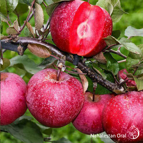 نهال سیب خونی اصل از جمله انواع ارقام نهال سیب است